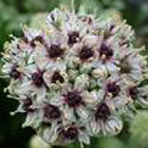 [ALSILV] ALLIUM SILVERSPRING (1 - Conteneur de 1 litres)