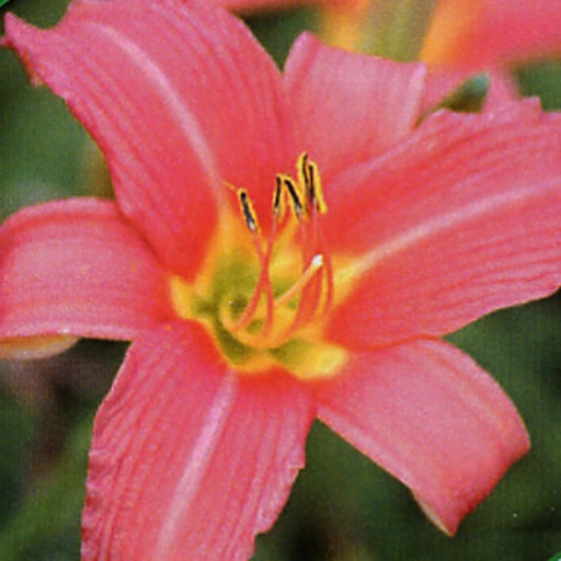 [HEPDA] Hemerocallis 'Pink Damask' (2 - Conteneur de 2 litres)