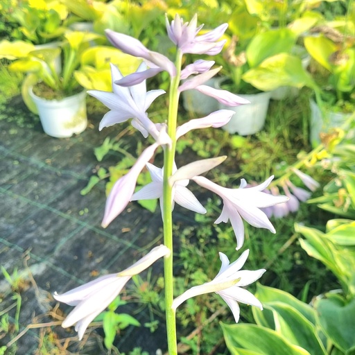[HOHDAY] Hosta 'Happy Dayz' (2 - Conteneur de 2 litres)