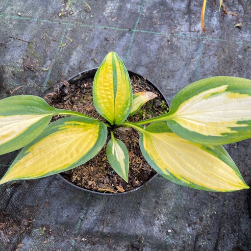 [HOOMA] Hosta 'Orange Marmelade' (2 - Conteneur de 2 litres)