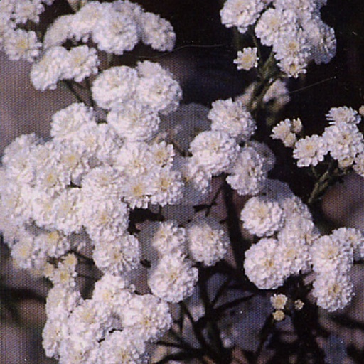 [ACPPWH] Achillea ptarmica 'Perry's White' (2 - Conteneur de 2 litres)