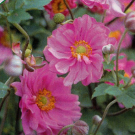 [ANHPHE] Anemone hupehensis 'Prinz Heinrich' (2 - Conteneur de 2 litres)