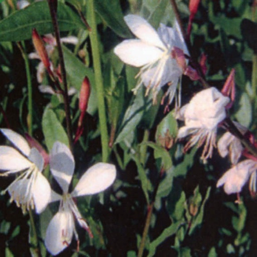 [GALIND] Gaura lindheimeri (2 - Conteneur de 2 litres)