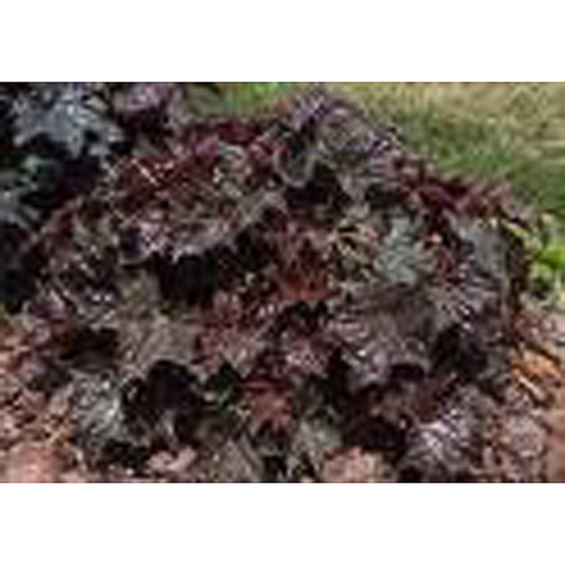 [HEPPU] Heuchera 'Palace Purple' (2 - Conteneur de 2 litres)