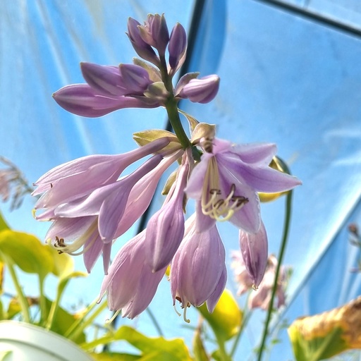 [HOWLL] Hosta WU-LA-LA (2 - Conteneur de 2 litres)