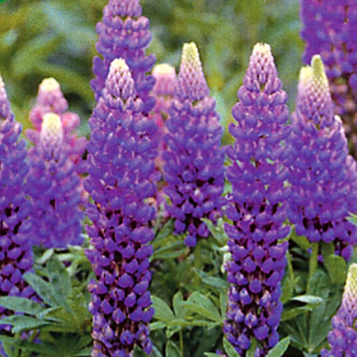 [LUGBL] Lupinus 'Gallery Blue' (2 - Conteneur de 2 litres)