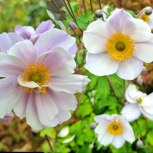 [ANESWAN] Anemone 'Elfin Swan' (2 - Conteneur de 2 litres)