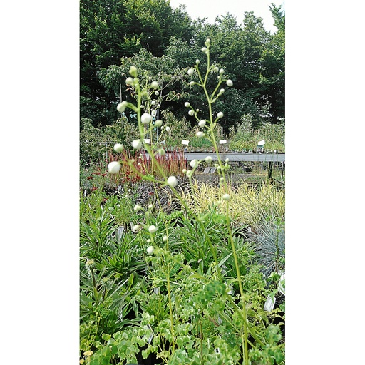 [THDSWHI] Thalictrum delavayi 'Splendide White' (2 - Conteneur de 2 litres)