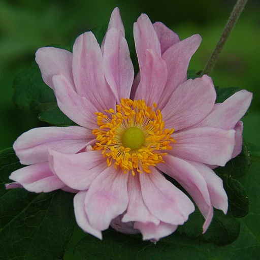 [ANHKC] Anemone hybr. 'Königin Charlotte' (2 - Conteneur de 2 litres)