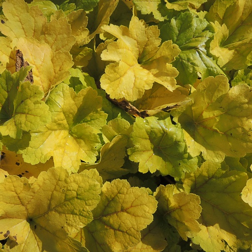 [HEELE] Heuchera 'Electra' (2 - Conteneur de 2 litres)