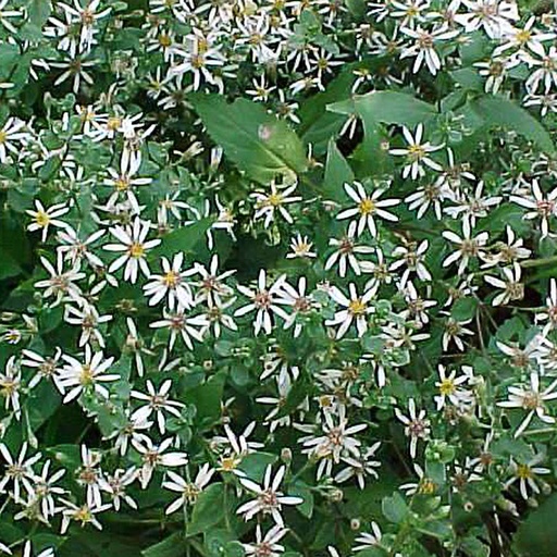 [ASDIVA] Aster divaricatus (3 - Conteneur de 3 litres)