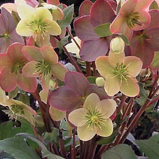 [HENCL] Helleborus x nigercors 'Candy Love' (3 - Conteneur de 3 litres)