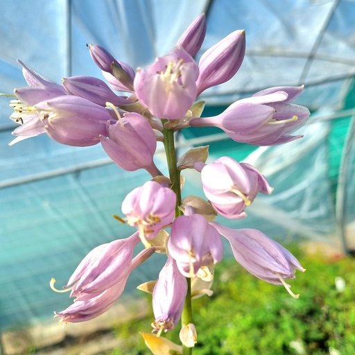 [HOEWU] Hosta 'Empress Wu' (3 - Conteneur de 3 litres)