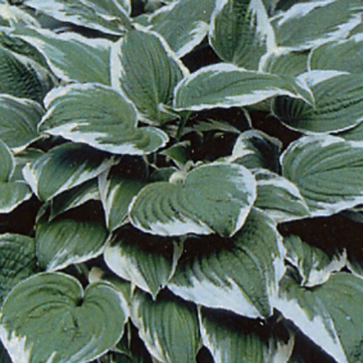 [HOUAL] Hosta undalata 'Albomarginata' (3 - Conteneur de 3 litres)