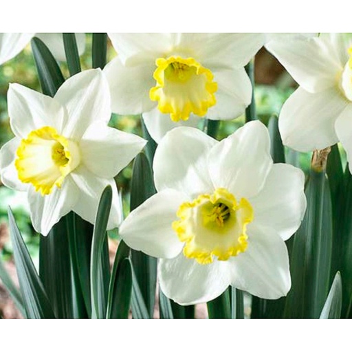 [NAEDA] Narcissus 'Every Day' (3 - Conteneur de 3 litres)