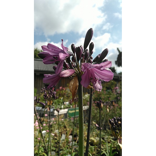 [AGPPURP] Agapanthus 'Popping' Purple' (3 - Conteneur de 3 litres)