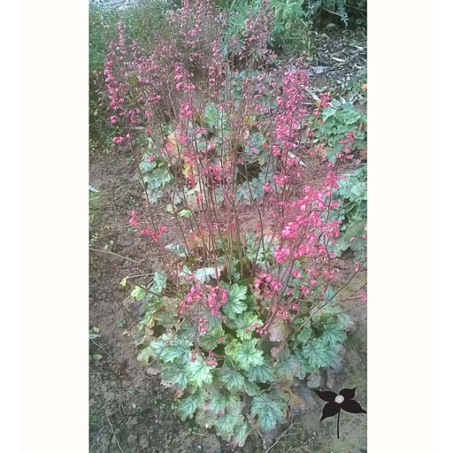 [HEPARIS] Heuchera 'Paris' (3 - Conteneur de 3 litres)