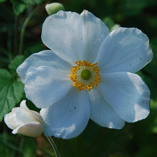 [ANHHJO] Anemone hybrida 'Honorine Jobert' (3 - Conteneur de 3 litres)