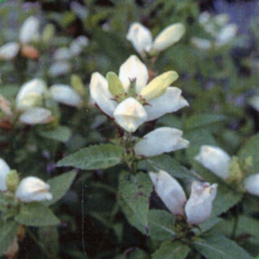[CHOALB] Chelone obliqua 'Alba' (3 - Conteneur de 3 litres)