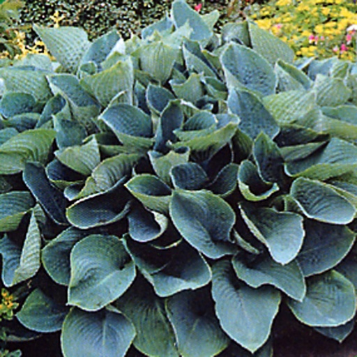 [HOSEL] Hosta sieboldiana 'Elegans' (3 - Conteneur de 3 litres)
