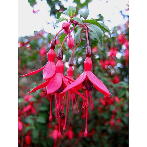 [FURIC] Fuchsia 'Riccartonii' (3 - Conteneur de 3 litres)