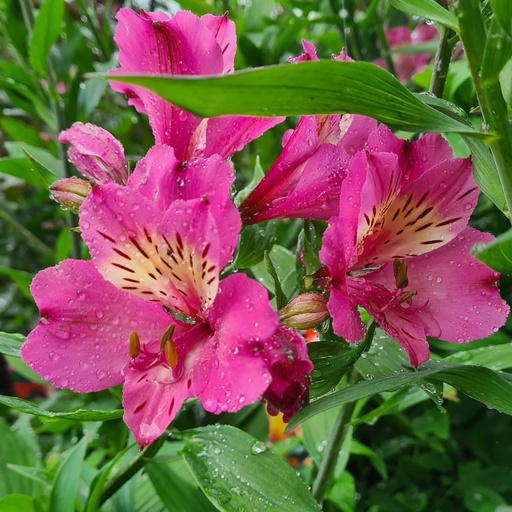 [ALSSA] Alstroemeria 'Summer Saint' (1.5 - Conteneur de 1,5 litres)