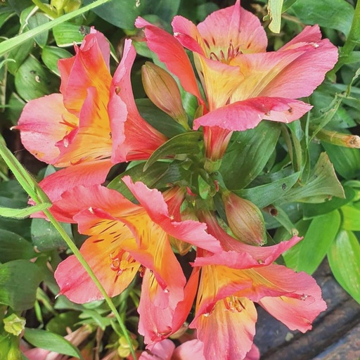 [ALVGI] Alstroemeria 'Valley Girl' (1.5 - Conteneur de 1,5 litres)
