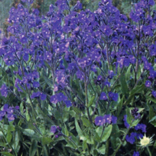 [ANALRO] Anchusa azurea 'Loddon Royalist' (1.5 - Conteneur de 1,5 litres)