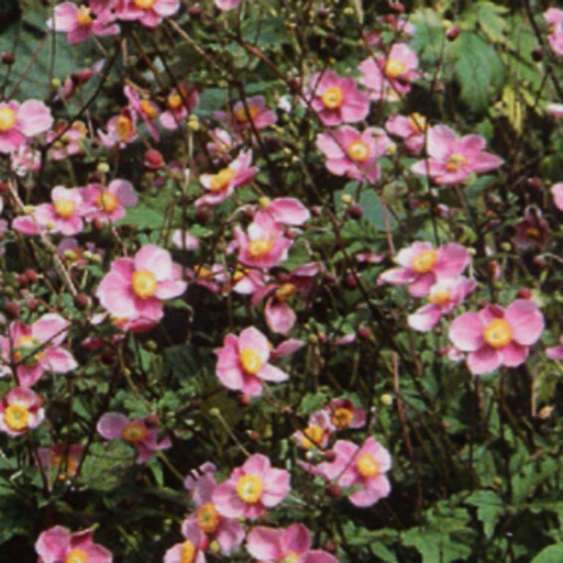 [ANHHAB] Anemone hybrida 'Hadspen Abundance' (1.5 - Conteneur de 1,5 litres)