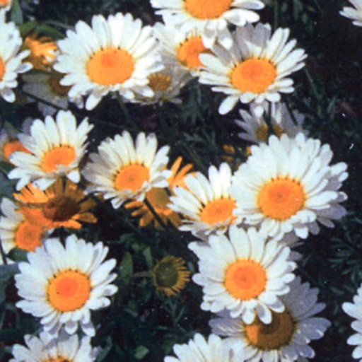 [ANHSH] Anthemis hybrida 'Sauce Hollandaise' (1.5 - Conteneur de 1,5 litres)