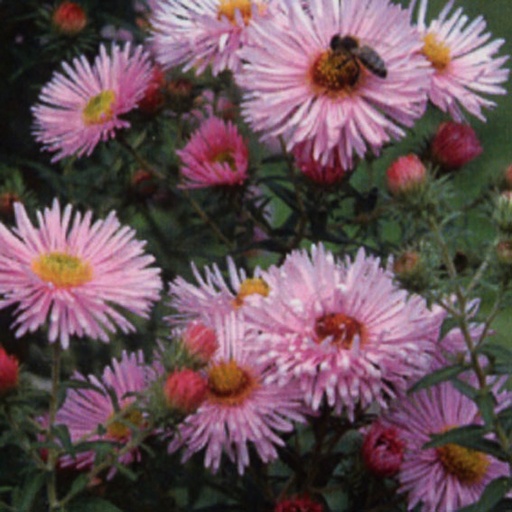 [ASNARU] Aster novae-angliae 'Rudelsburg' (1.5 - Conteneur de 1,5 litres)