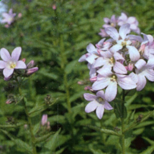 [CALLAN] Campanula lactiflora 'Loddon Anne' (1.5 - Conteneur de 1,5 litres)
