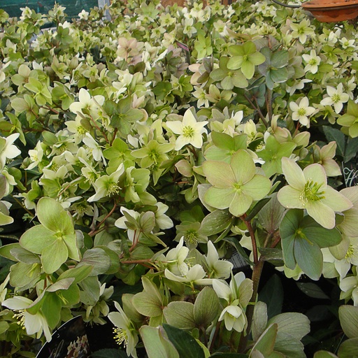 [HENEMM] Helleborus x nigercors 'Emma' (1.5 - Conteneur de 1,5 litres)