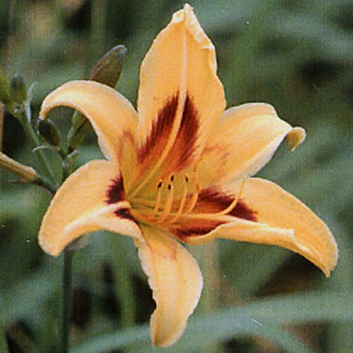 [HEBON] Hemerocallis 'Bonanza' (1.5 - Conteneur de 1,5 litres)