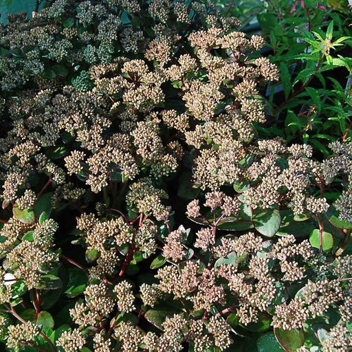 [SEMATR] Sedum 'Matrona' (1.5 - Conteneur de 1,5 litres)