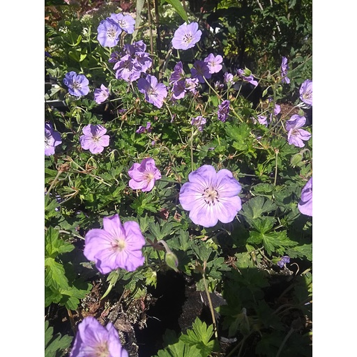 [GEHAR] Geranium 'Azure Rush' (1.5 - Conteneur de 1,5 litres)