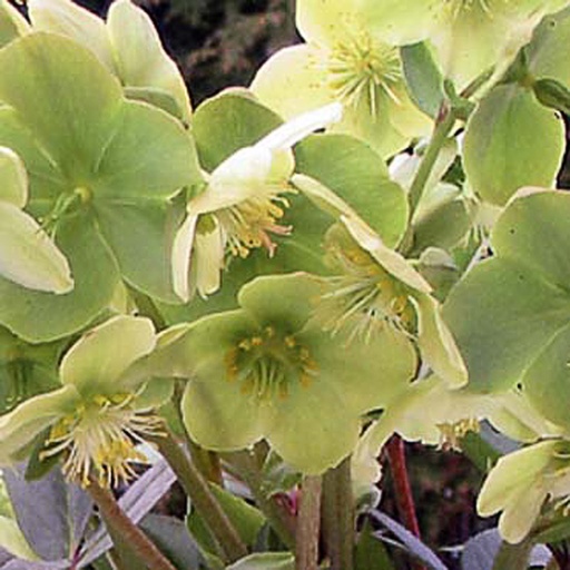 [HENSL] Helleborus x nigercors 'Snow Love' (1.7 - Conteneur de 1,7 litres)