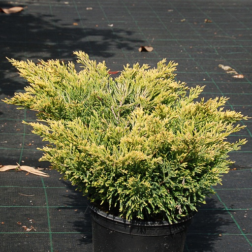 [JUHLI] Juniperus horizontalis 'Limeglow' (C1)