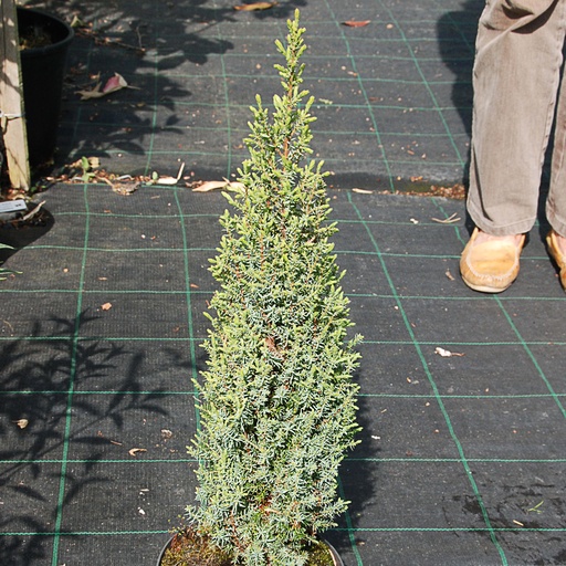 [JUCCO] Juniperus communis 'Compressa' (P9)