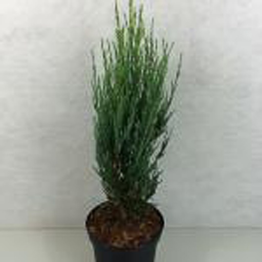 [JUSBAR] Juniperus scopulorum  'Blue Arrow' (P9)