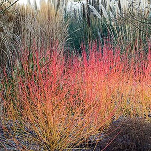 [COSWBE] Cornus sanguinea 'Winter Beauty' (P9)
