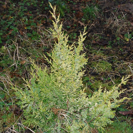 [JUCAU] Juniperus chinensis 'Aurea' (P9)