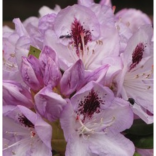 [RHBJA] Rhododendron 'Blue Jay' (P9)