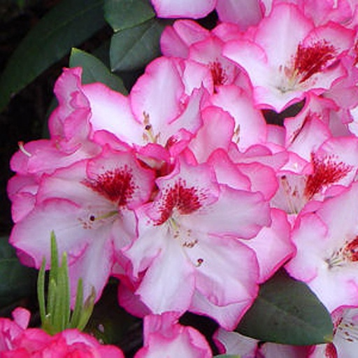 [RHHCH] Rhododendron 'Hachmann's Charmant' (P9)