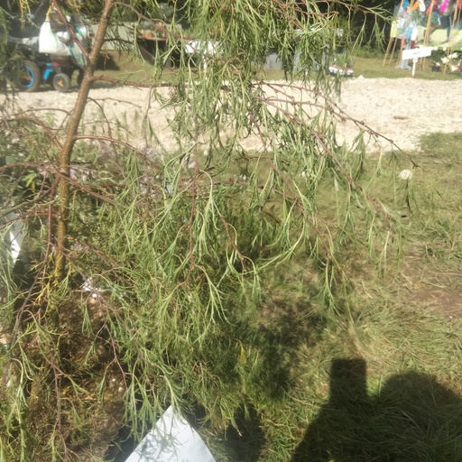 [BEPKA] Betula pendula 'Karaca' (Conteneur - 10 ltr - 100-125 cm)