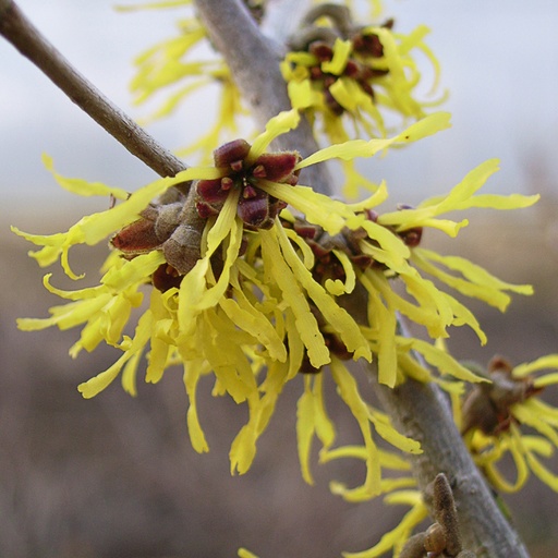 [HAIWE] Hamamelis x int. 'Westerstede' (Conteneur - 12 ltr - 100-125 cm)
