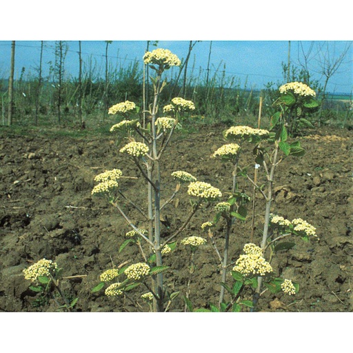 [VILMO] Viburnum lantana 'Mohican' (Conteneur - 12 ltr - 100-125 cm)