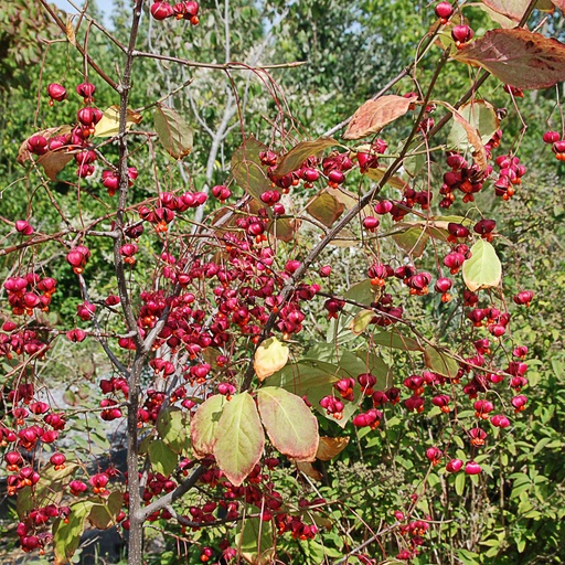 [EUPLAN] Euonymus planipes (Conteneur - 20 ltr - 100-125 cm)