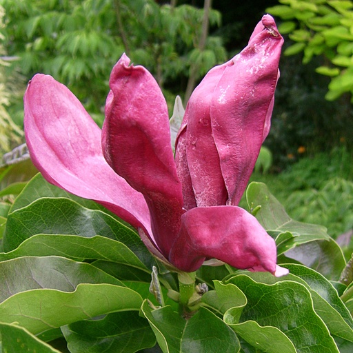 [MALNI] Magnolia liliiflora 'Nigra' (Conteneur - 20 ltr - 100-125 cm)