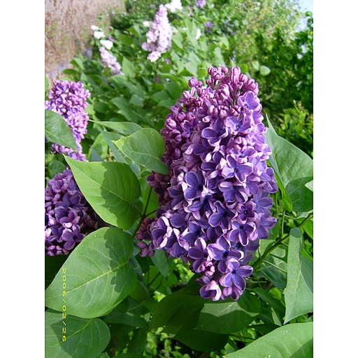 [SYVCGI] Syringa vulg. 'Clarke's Giant' (Conteneur - 20 ltr - 100-125 cm)